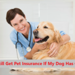 Can I Still Get Pet Insurance If My Dog Has Cancer