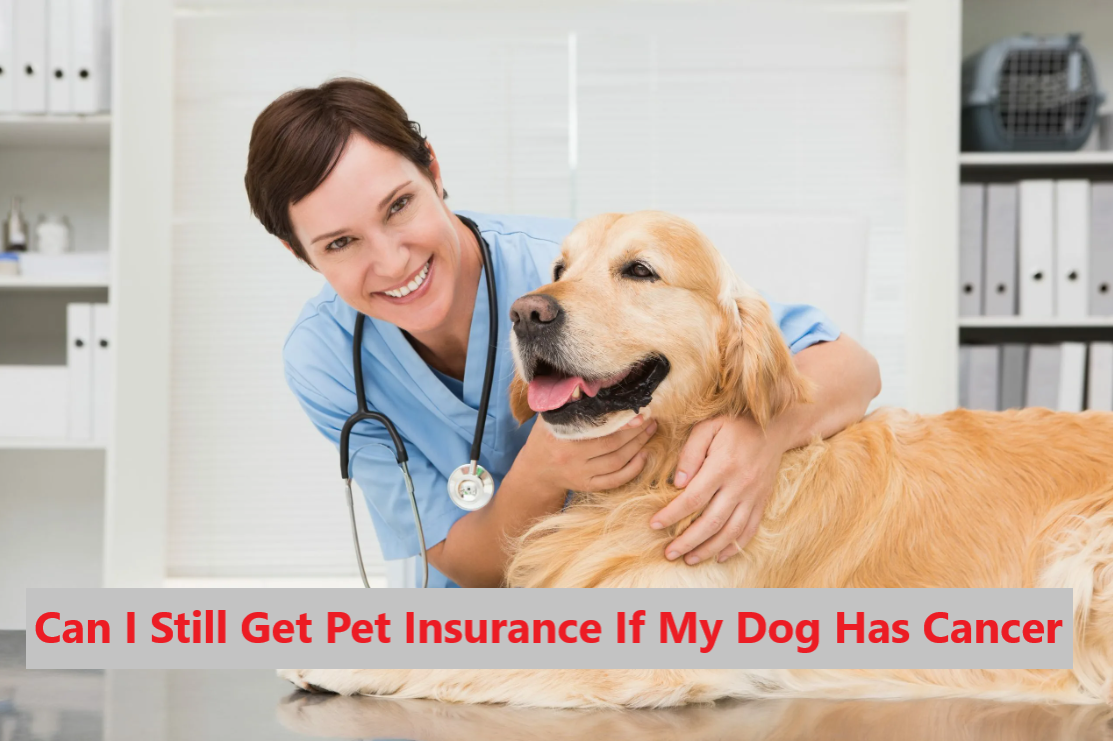 Can I Still Get Pet Insurance If My Dog Has Cancer