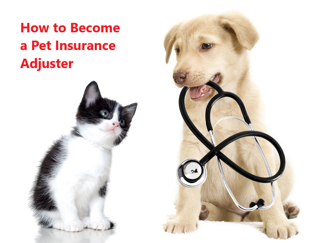 How to Become a Pet Insurance Adjuster
