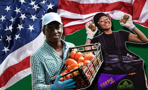 Fruit Picking Jobs in USA with Visa Sponsorship