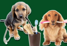 Best Pet Insurance for Dental Care In 2025 Best Pet Insurance for Dental Care In 2024