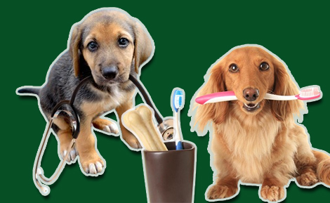 Best Pet Insurance for Dental Care In 2024