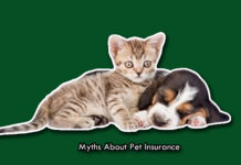 Myths About Pet Insurance Myths About Pet Insurance