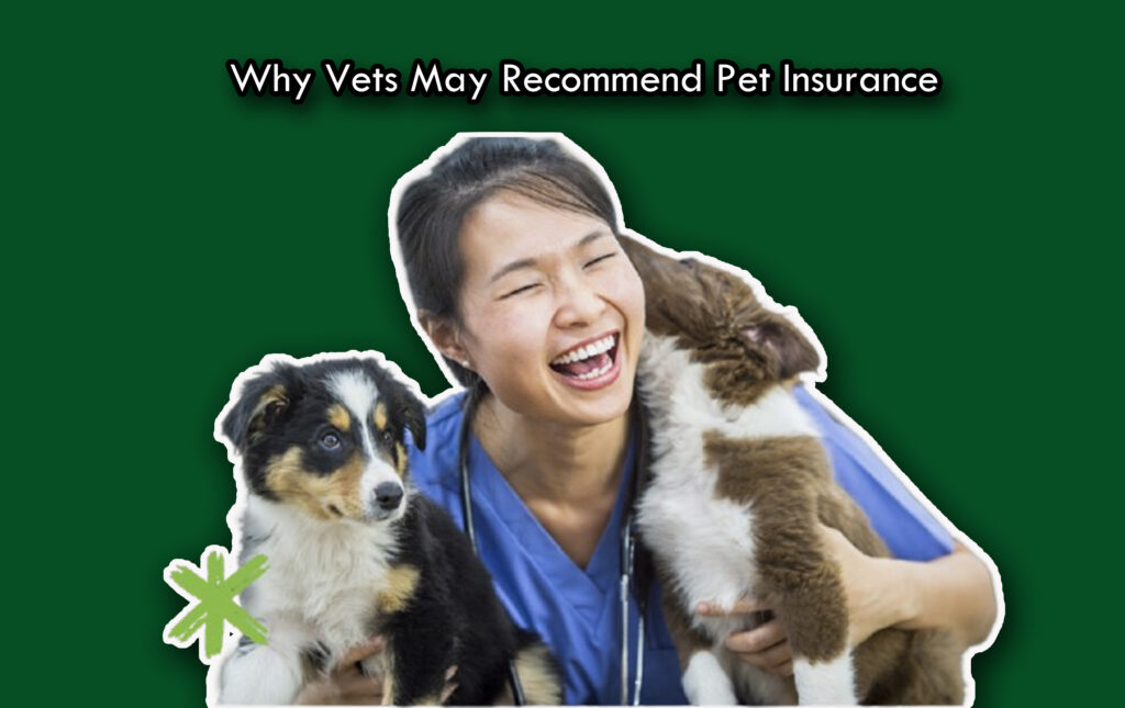 Why Vets May Recommend Pet Insurance