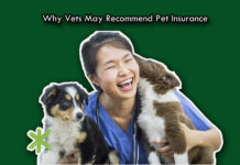Why Vets May Recommend Pet Insurance Why Vets May Recommend Pet Insurance