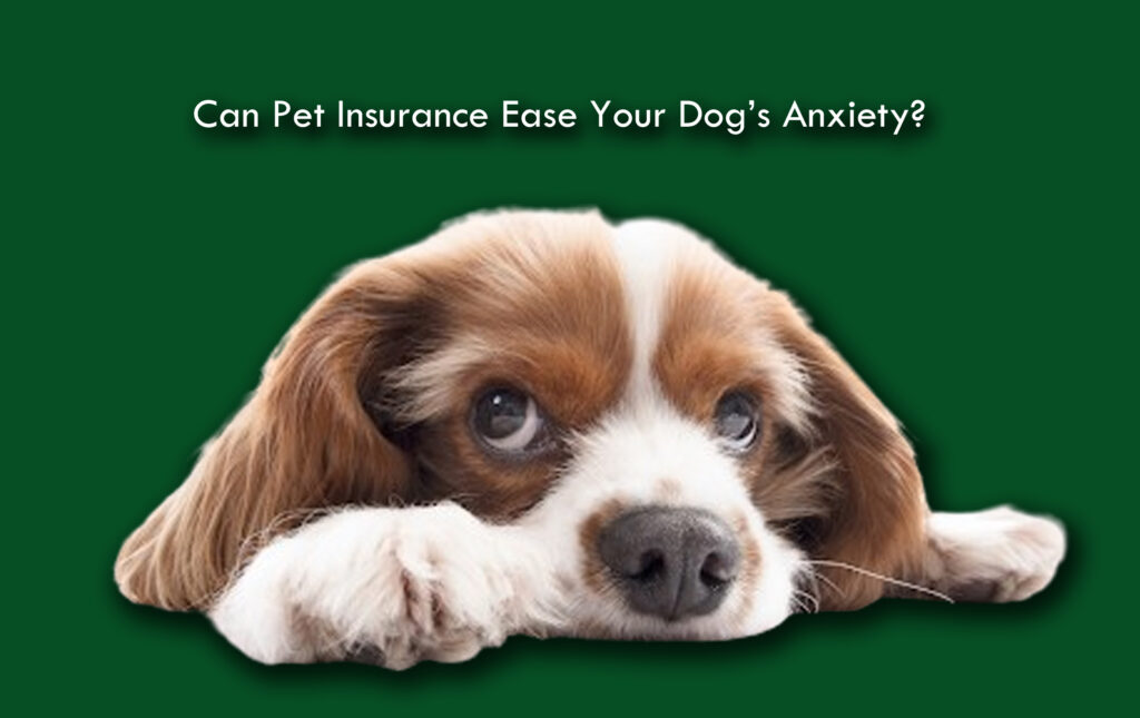 Can Pet Insurance Ease Your Dog’s Anxiety?