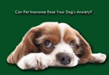 Can Pet Insurance Ease Your Dog’s Anxiety? Can Pet Insurance Ease Your Dog’s Anxiety?