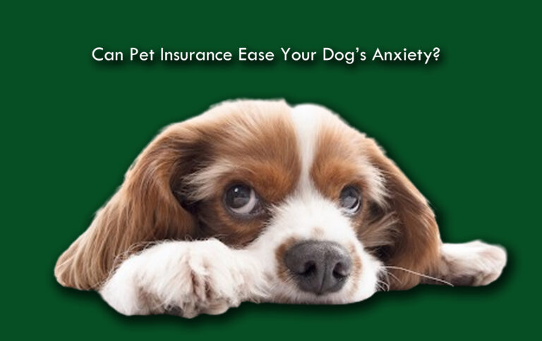 Can Pet Insurance Ease Your Dog’s Anxiety? Can Pet Insurance Ease Your Dog’s Anxiety?