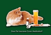 Does Pet Insurance Cover Medication? Does Pet Insurance Cover Medication?