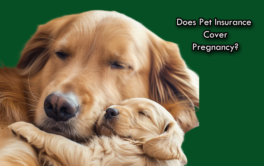 Does Pet Insurance Cover Pregnancy?