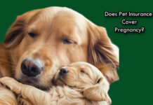 Does Pet Insurance Cover Pregnancy? Does Pet Insurance Cover Pregnancy?