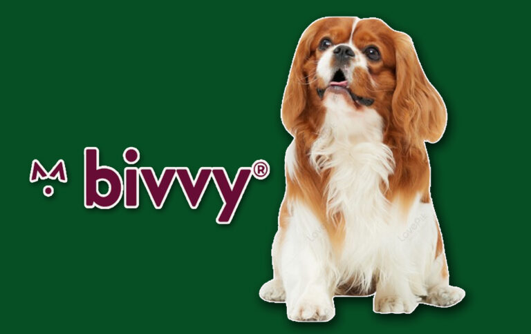Bivvy Pet Insurance – What You Should Know