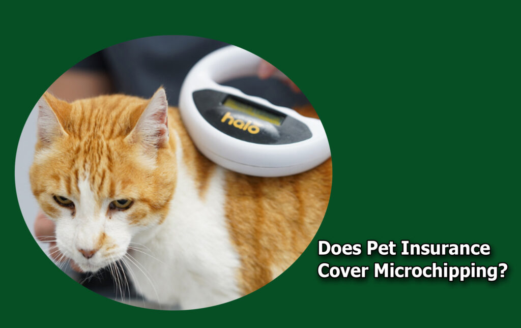 Does Pet Insurance Cover Microchipping?