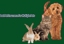 Best Pet Insurance For Multiple Pets Best Pet Insurance For Multiple Pets
