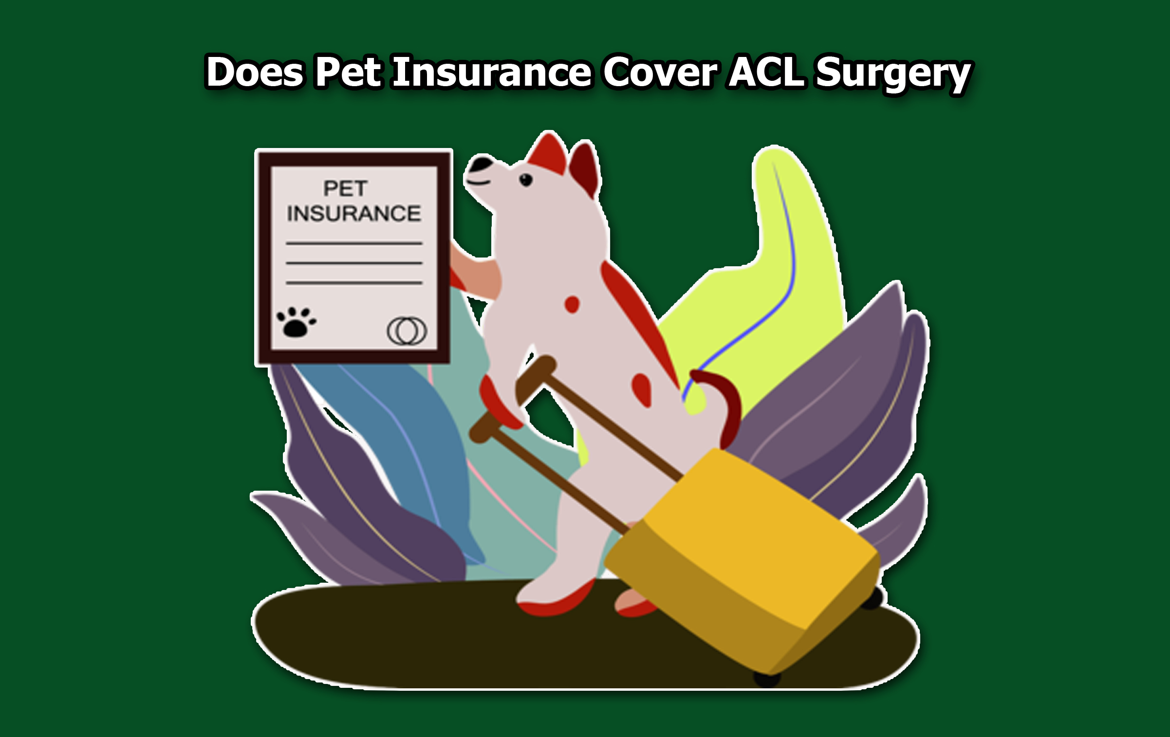 Does Pet Insurance Cover ACL Surgery Does Pet Insurance Cover ACL Surgery