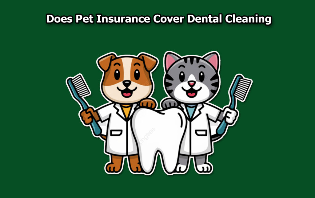 Does Pet Insurance Cover Dental Cleaning