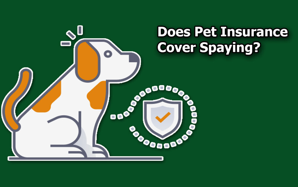Does Pet Insurance Cover Spaying?