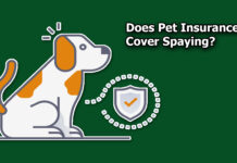 Does Pet Insurance Cover Spaying? Does Pet Insurance Cover Spaying?