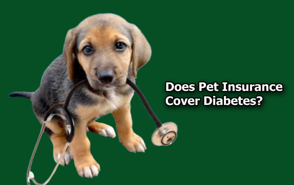 Does Pet Insurance Cover Diabetes?