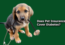 Does Pet Insurance Cover Diabetes? Does Pet Insurance Cover Diabetes?