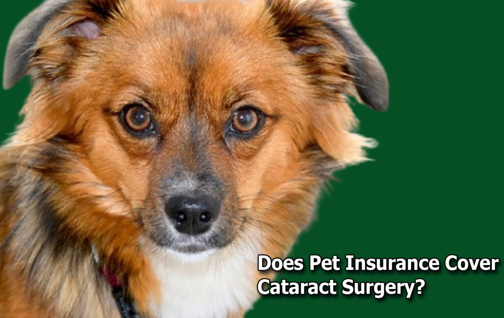 Does Pet Insurance Cover Cataract Surgery?