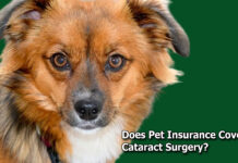 Does Pet Insurance Cover Cataract Surgery? Does Pet Insurance Cover Cataract Surgery?