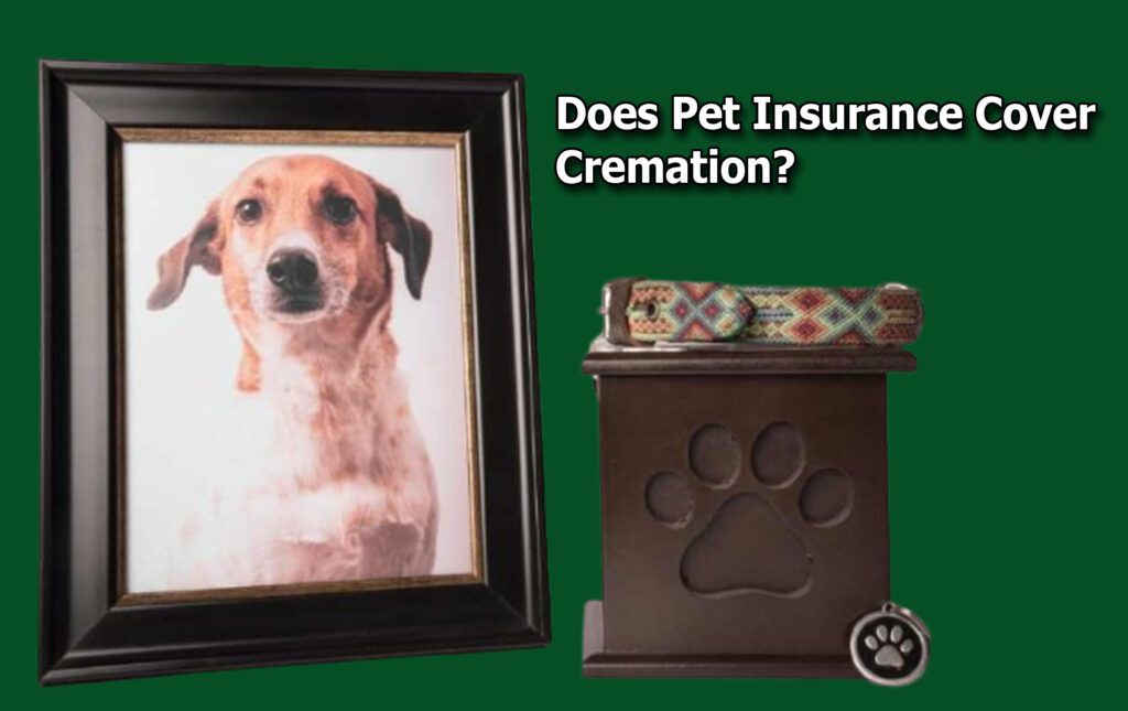 Does Pet Insurance Cover Cremation?