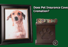 Does Pet Insurance Cover Cremation? Does Pet Insurance Cover Cremation?