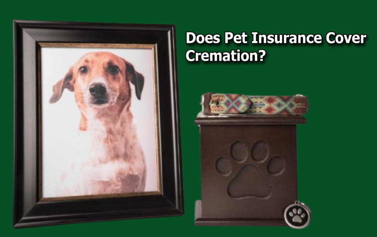Does Pet Insurance Cover Cremation?