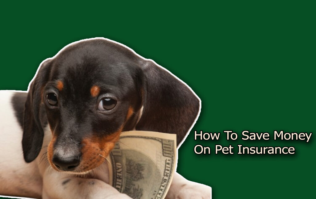 How To Save Money On Pet Insurance