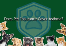 Does Pet Insurance Cover Asthma? Does Pet Insurance Cover Asthma?