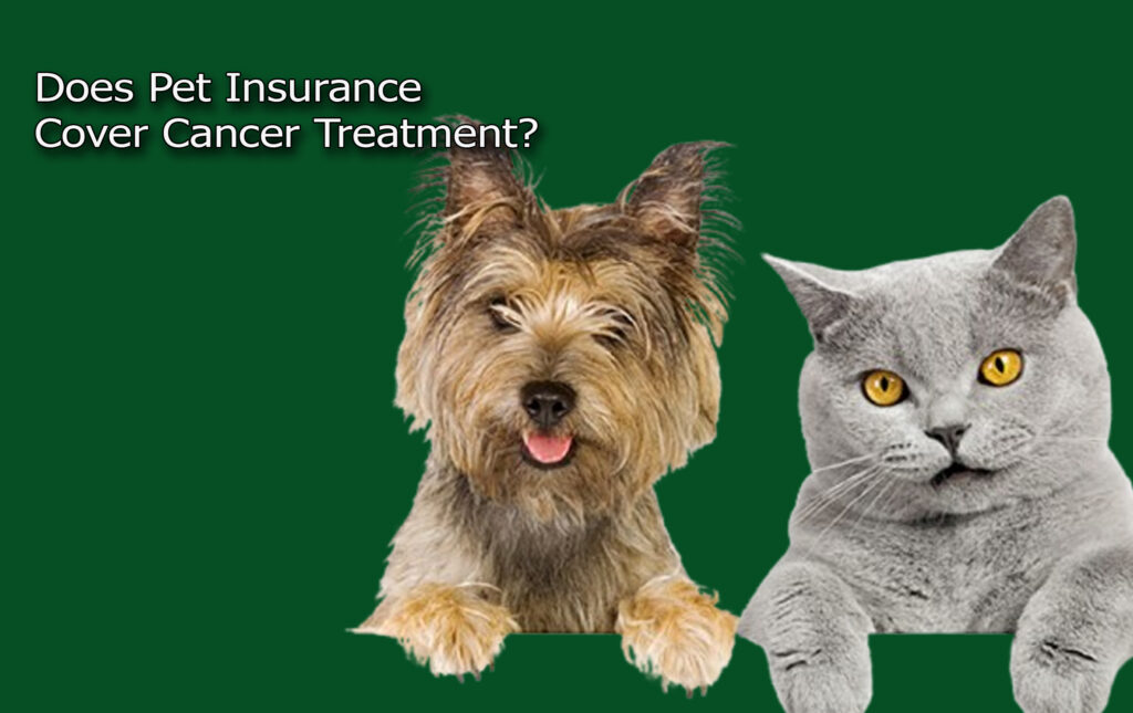 Does Pet Insurance Cover Cancer Treatment?
