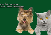 Does Pet Insurance Cover Cancer Treatment? Does Pet Insurance Cover Cancer Treatment?