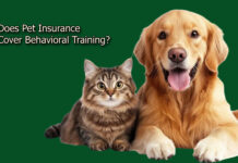 Does Pet Insurance Cover Behavioral Training? Does Pet Insurance Cover Behavioral Training?