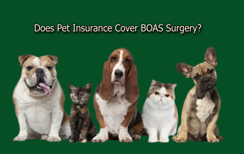 Does Pet Insurance Cover BOAS Surgery?