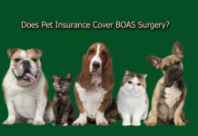 Does Pet Insurance Cover BOAS Surgery? Does Pet Insurance Cover BOAS Surgery?