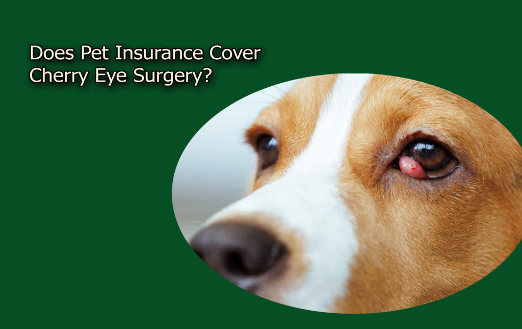 Does Pet Insurance Cover Cherry Eye Surgery?