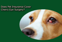 Does Pet Insurance Cover Cherry Eye Surgery? Does Pet Insurance Cover Cherry Eye Surgery?