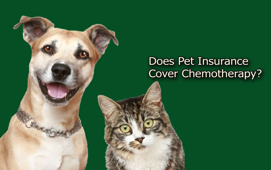 Does Pet Insurance Cover Chemotherapy?