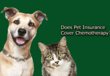 Does Pet Insurance Cover Chemotherapy? Does Pet Insurance Cover Chemotherapy?